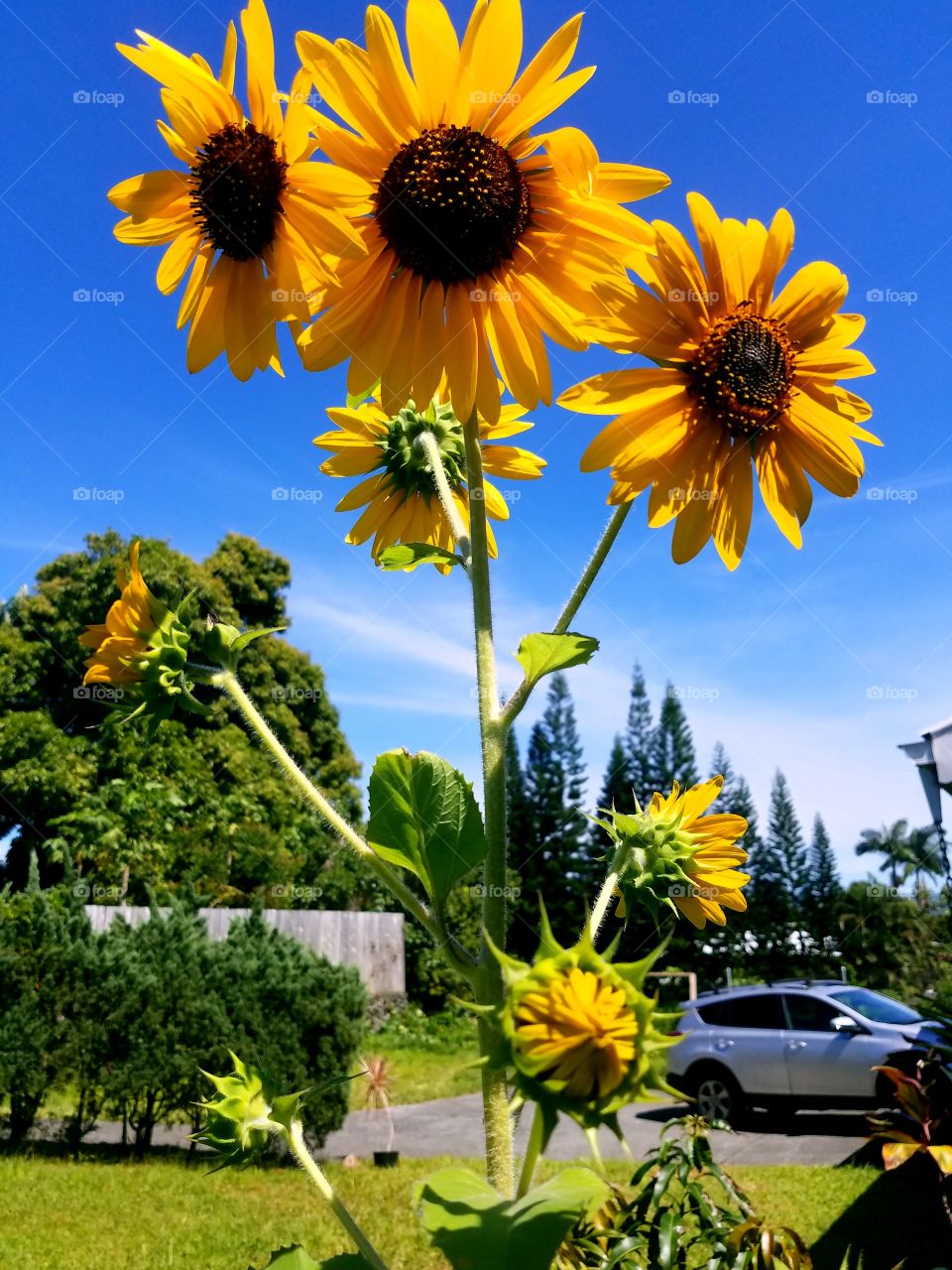 Flower, Nature, Sunflower, Flora, No Person