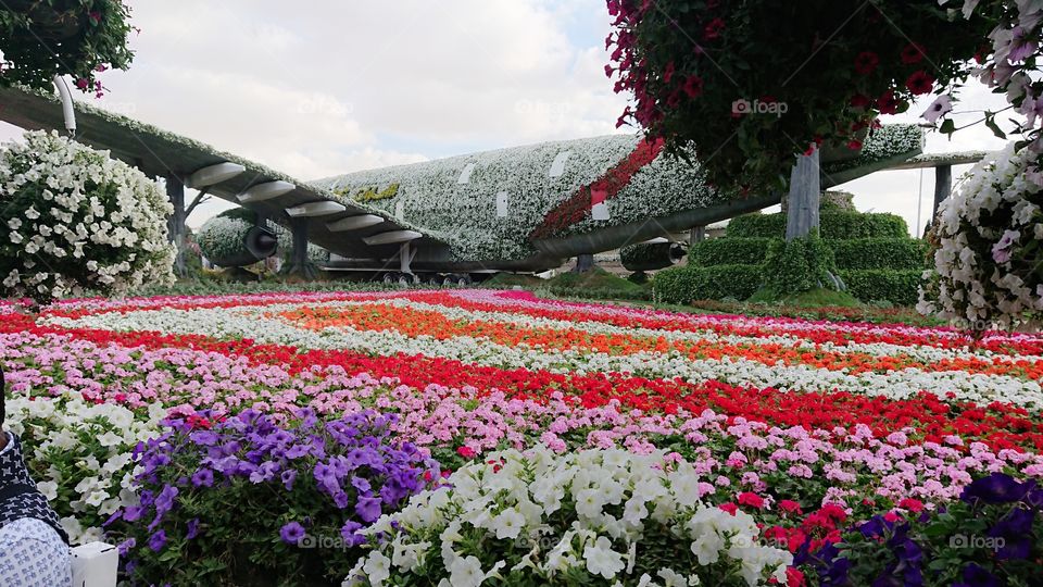 Emirates Plane covered with flowers in Dubai Miracle Garden