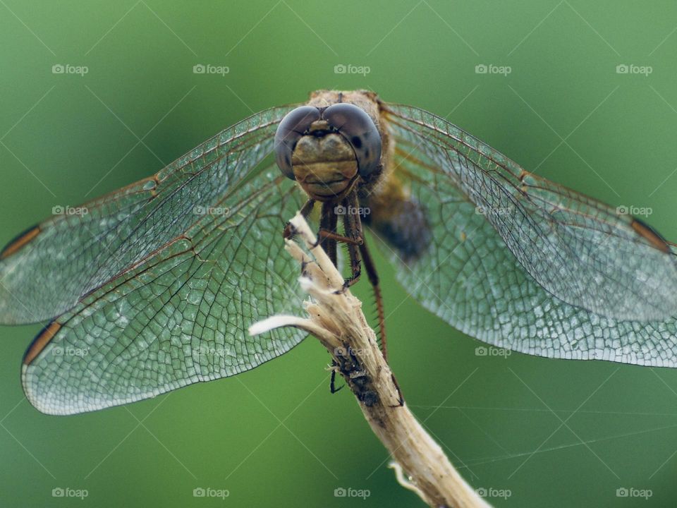 Dragonfly 