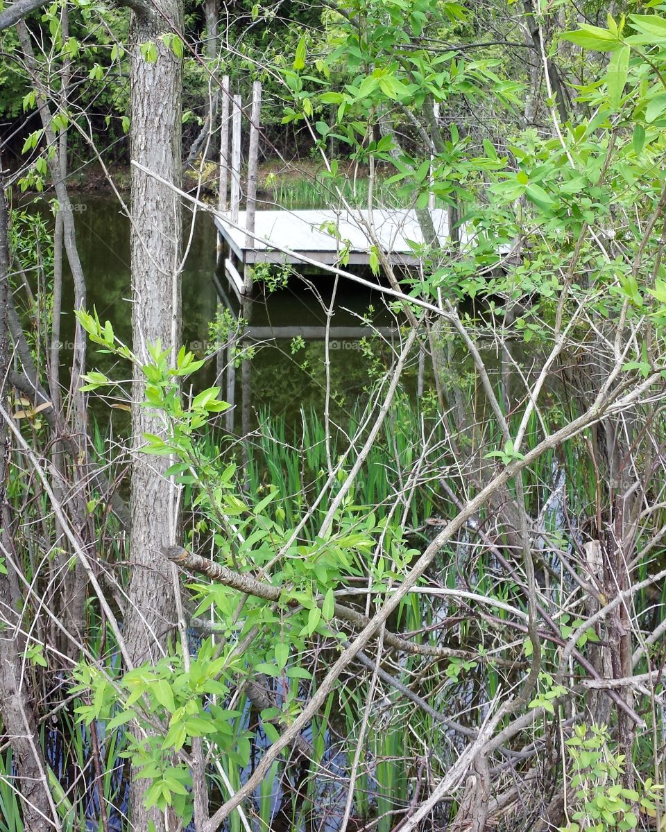 Woods. Pond & Deck Thru the Thicket