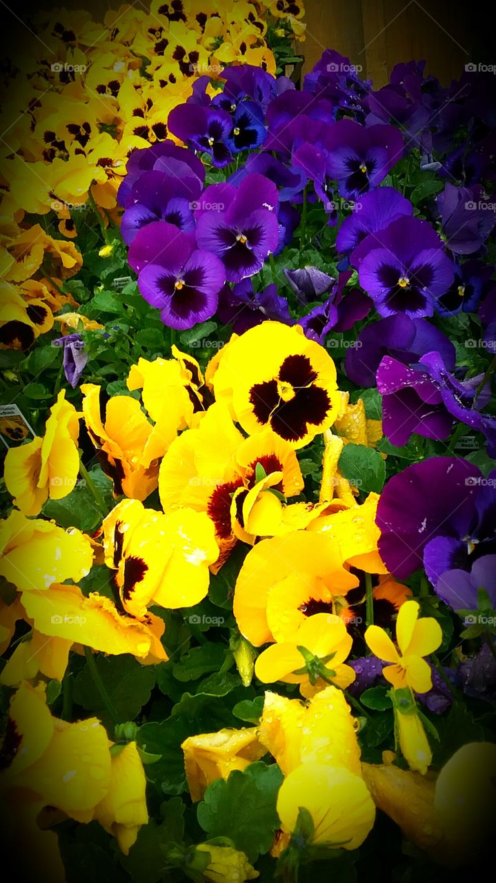 pansy power