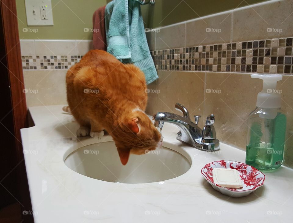 Orange cat drinking from a faucet