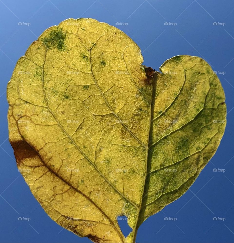 Beautiful autumn! with leaves that change color, from green to yellow and red.