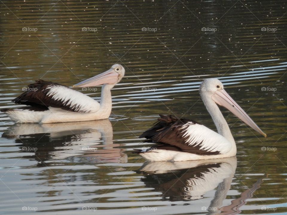 Pelicans