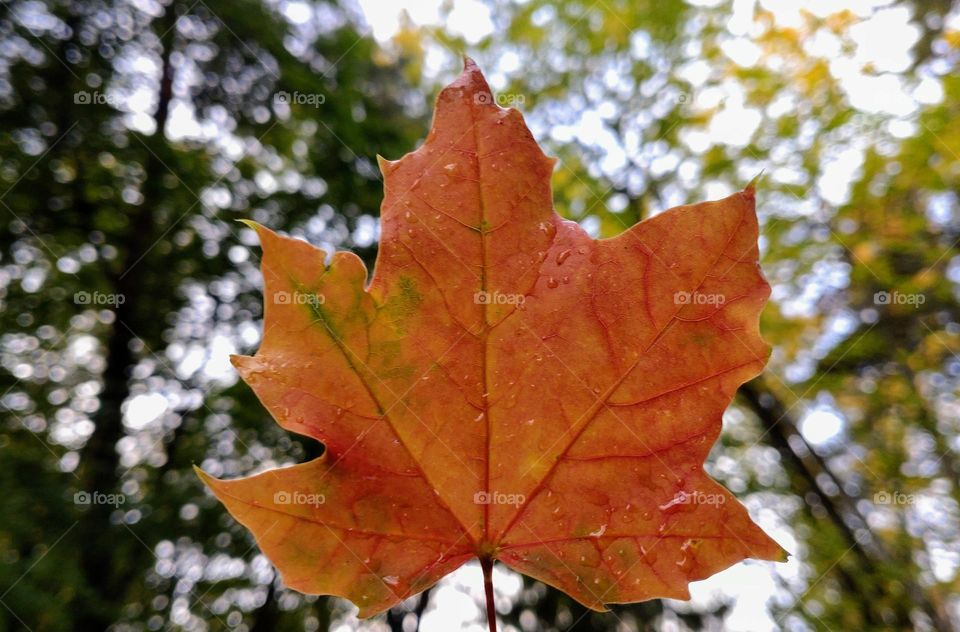 Autumn time 🍁 Rainy 🍁Maple Leaf🍁