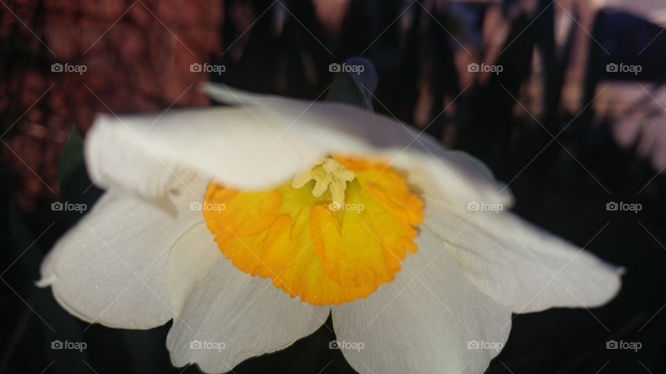 Orange and White Daffosil