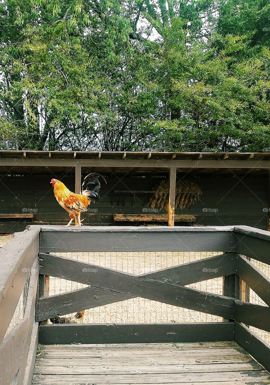 Chicken Farm, TN, USA