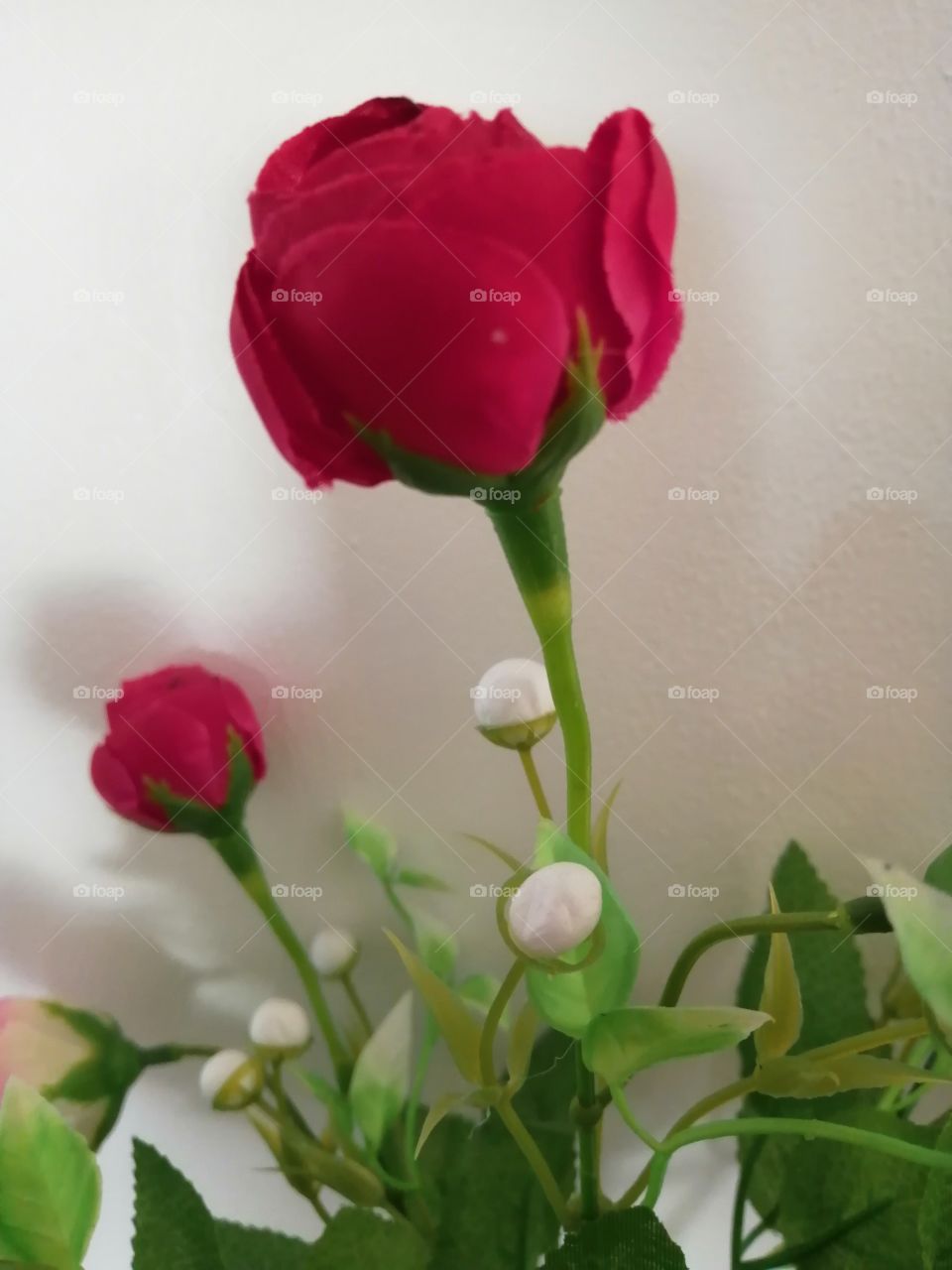 The nice red rose