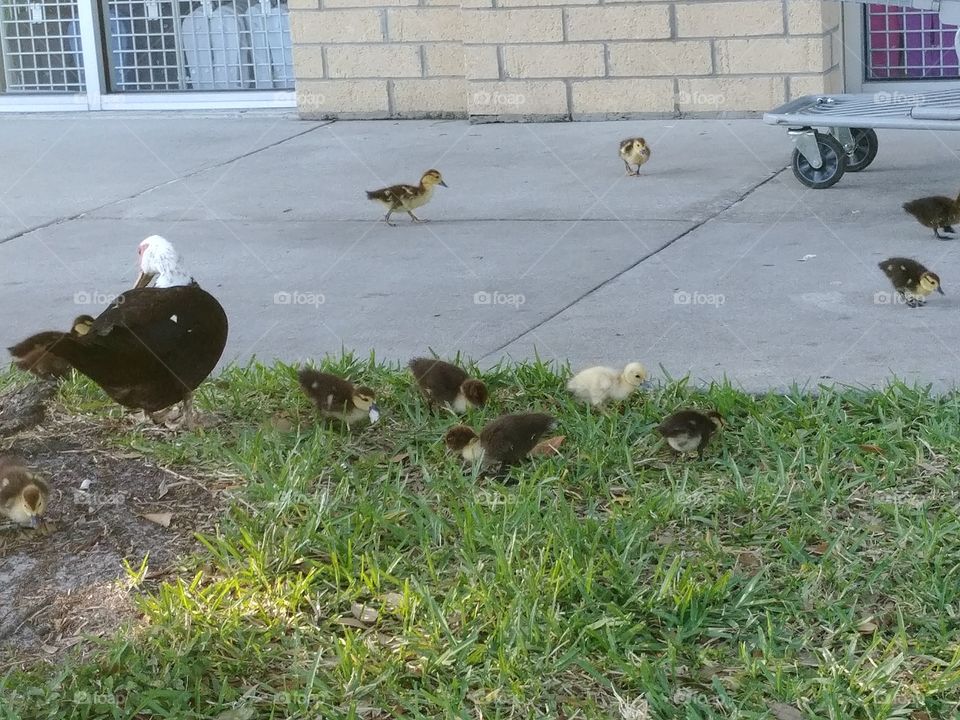 Mama duck and her chicks
