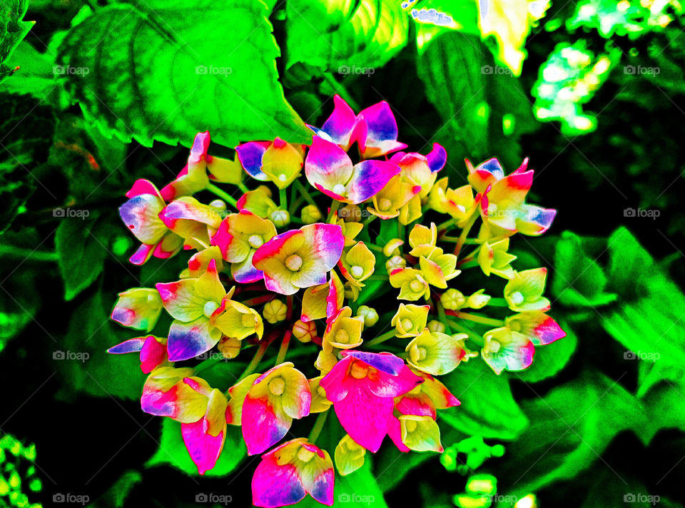 Beautiful flower,my garden,summer,explosion of color