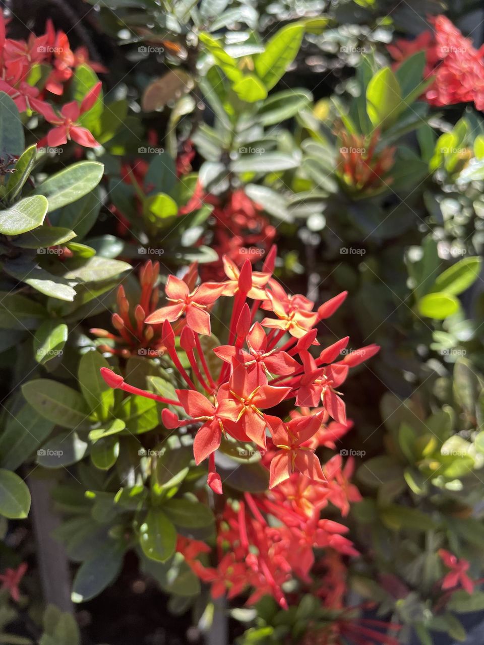 A red Santan flower