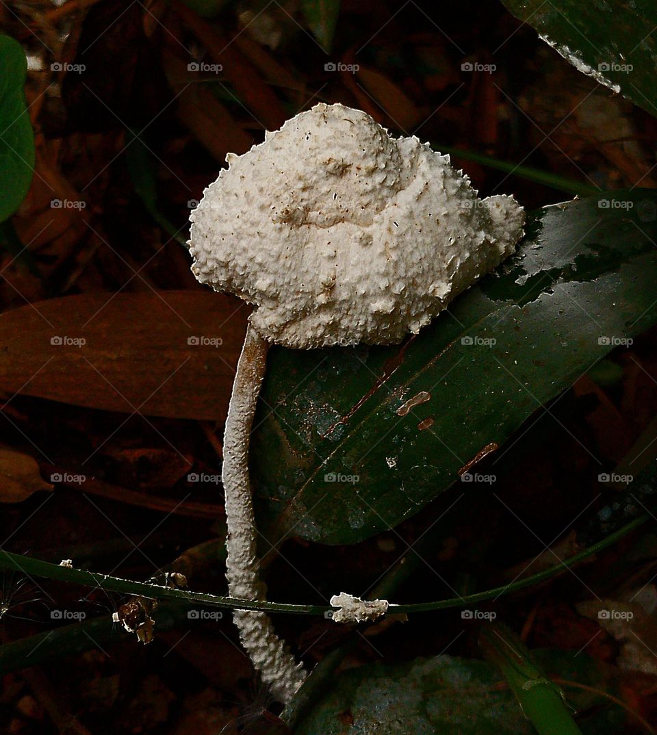 A solitary mushroom hidden among branches in a small garden.