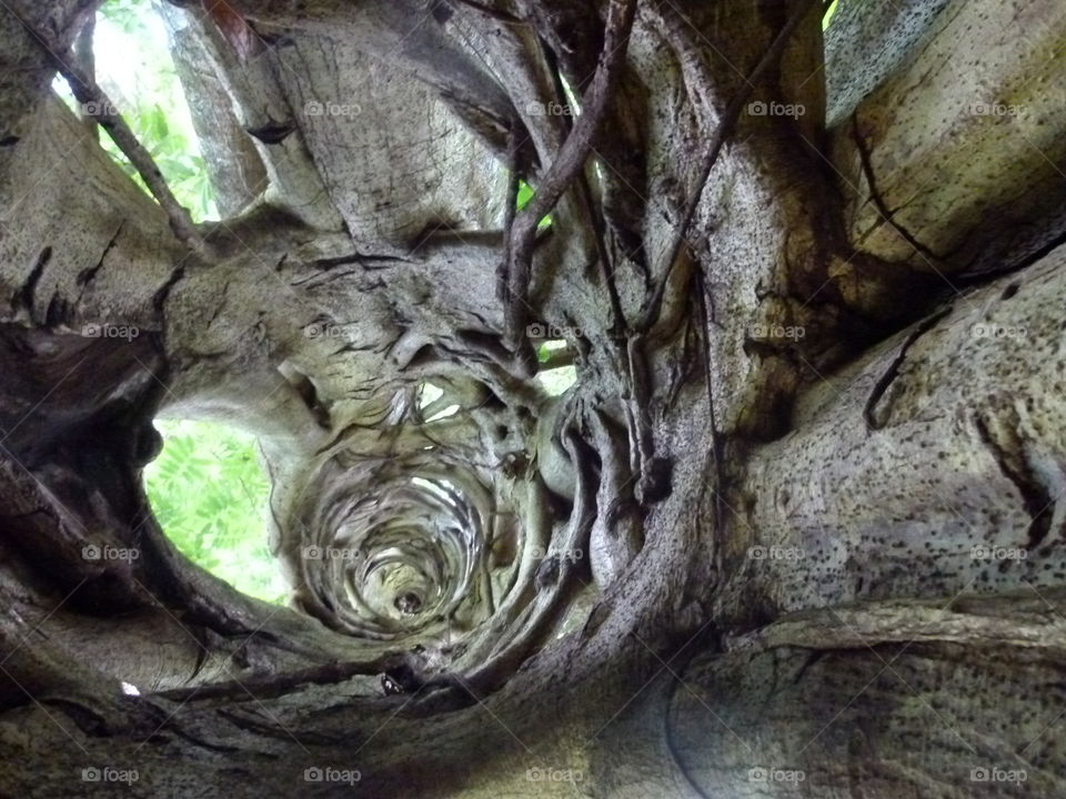 inside the tree