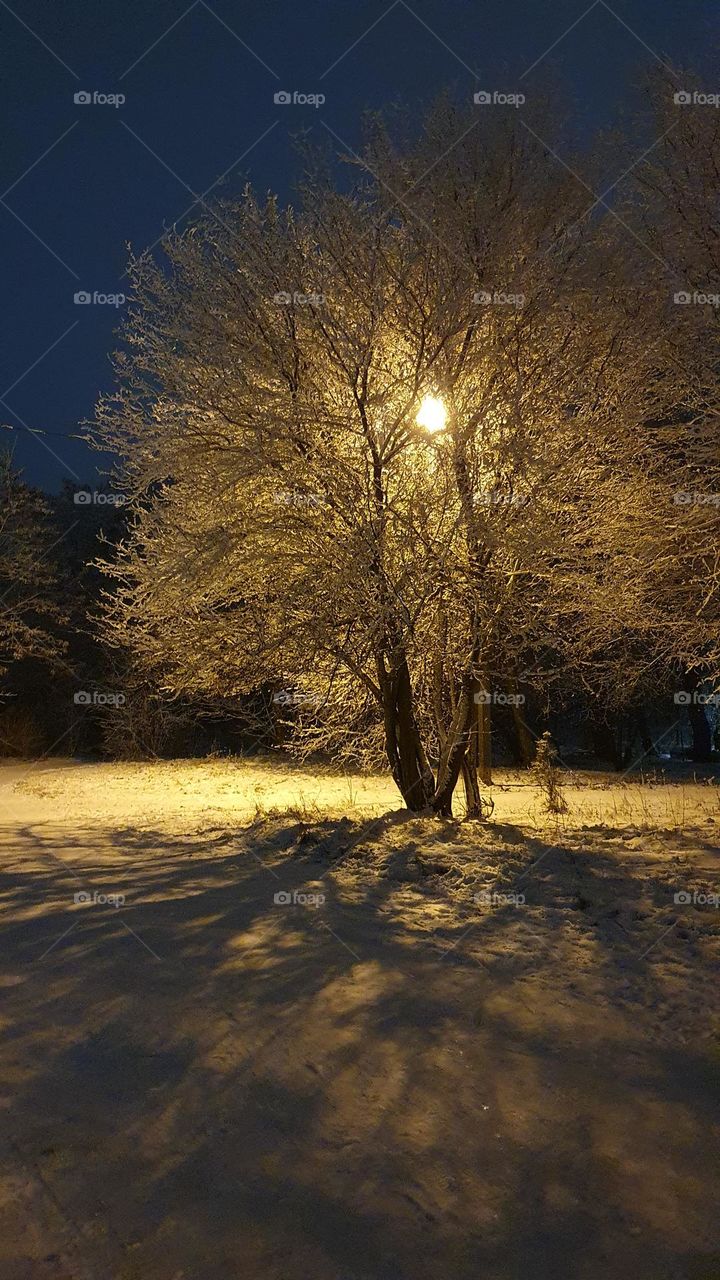 Illuminated tree in winter park
