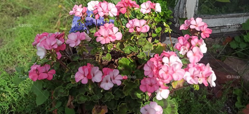 Pelargonium flower