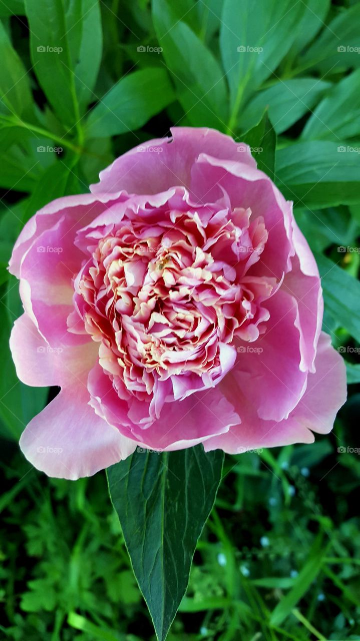 peony
