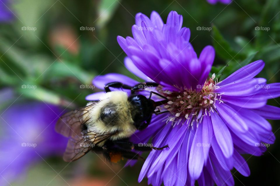 Bee