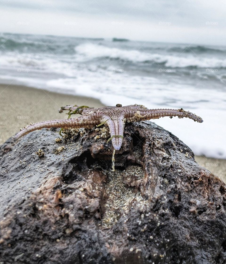 seastar at the beach