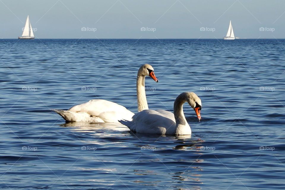 A pair of swans on the water