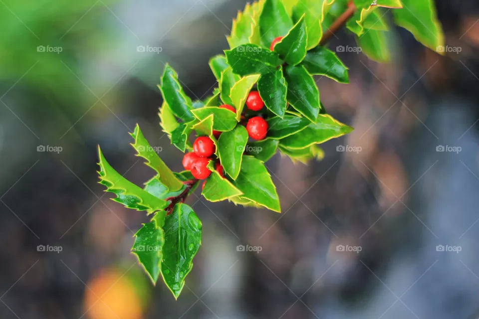 Branch
