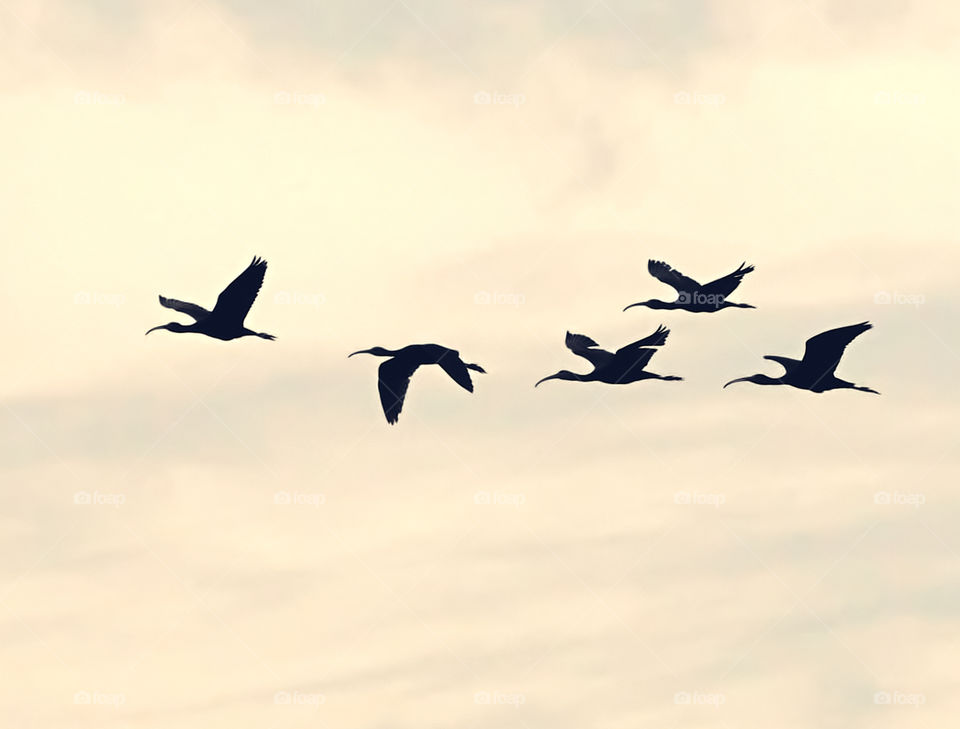 Bird photography - Silhouette - Flying