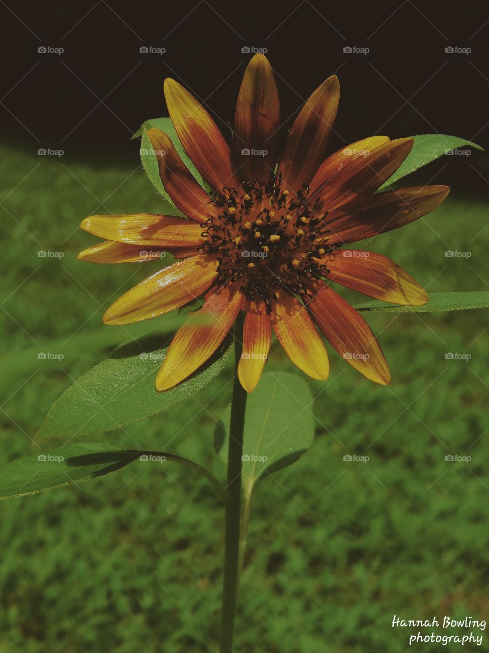 Summer sunflower