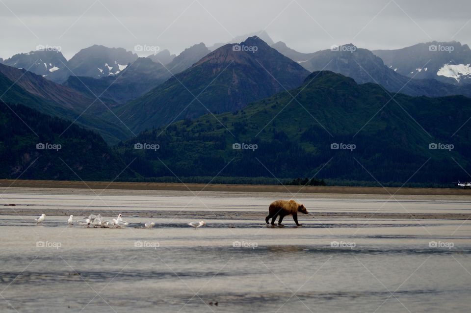 Grizzly at Lake Clark
