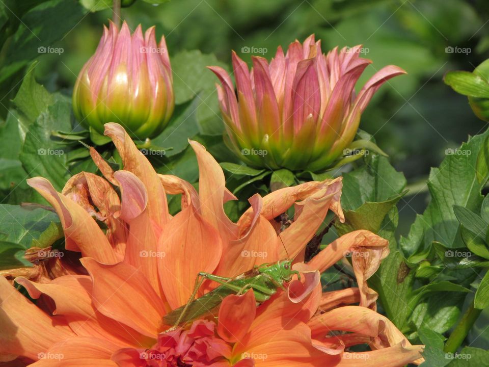 Insect on a large orange dahlia flower