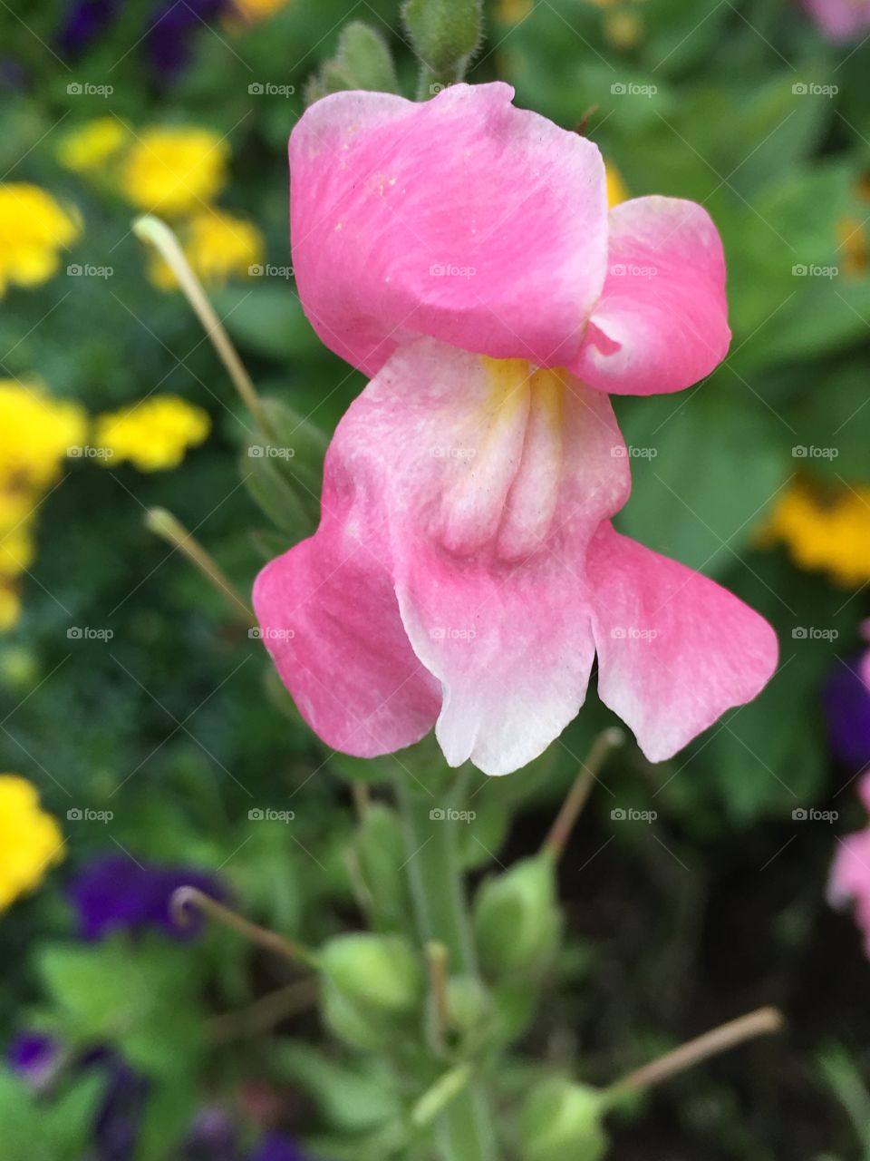 Dainty pink