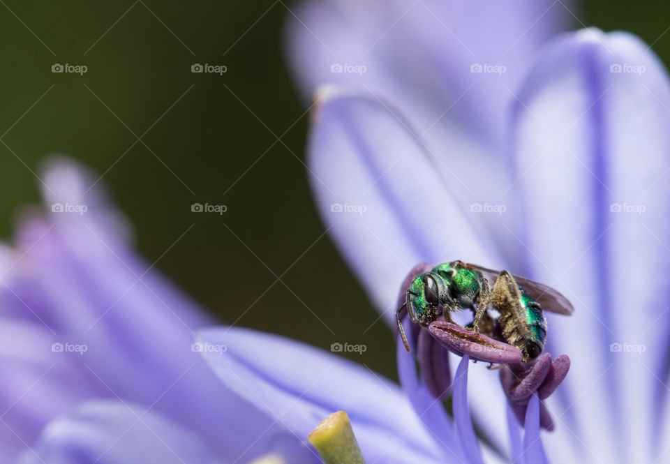wasp under purple flower