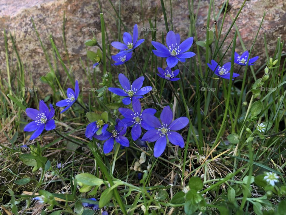 Hepatica