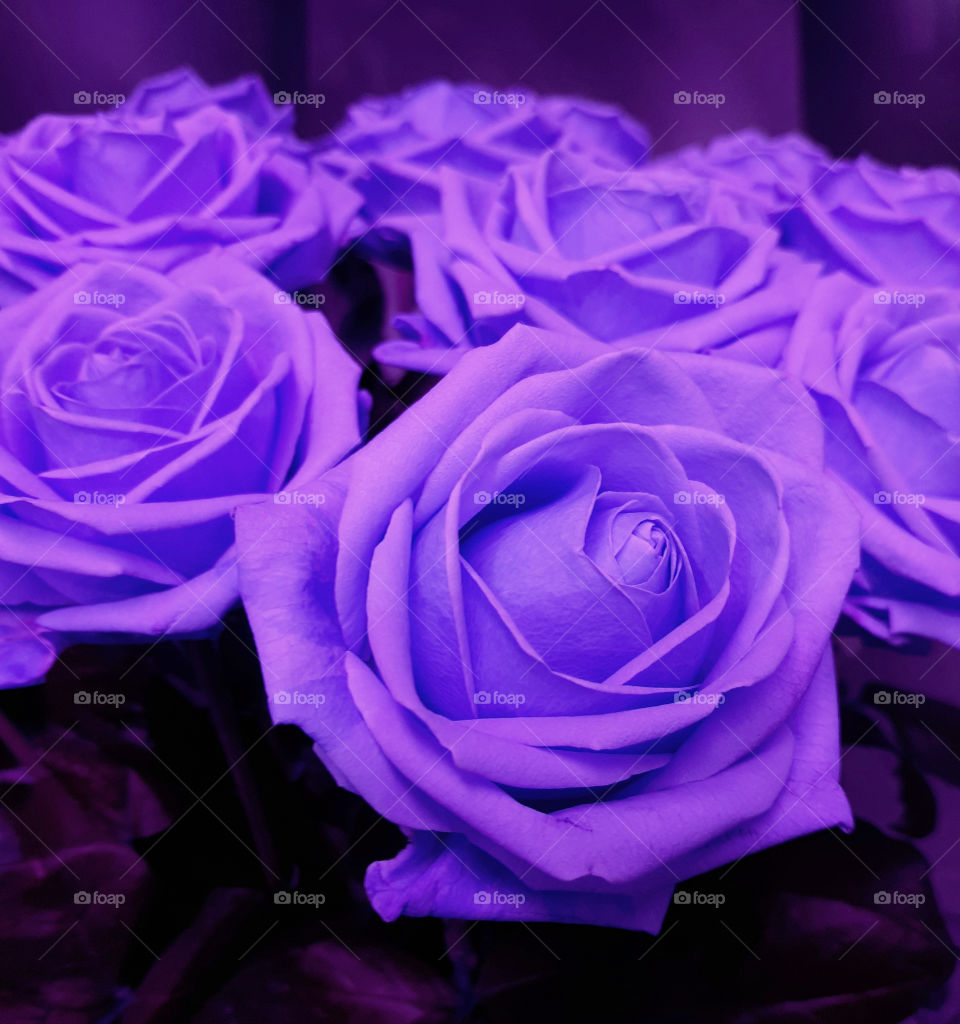 Roses Purple