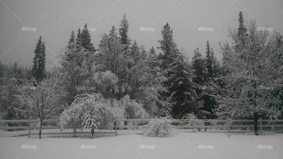 Spring Snow in the backyard