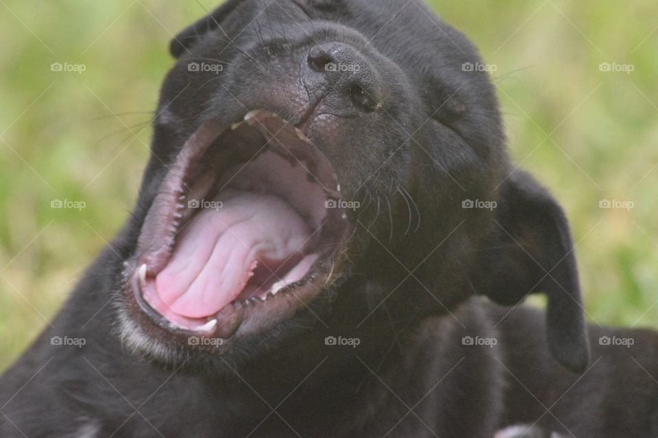 Black puppy yawning