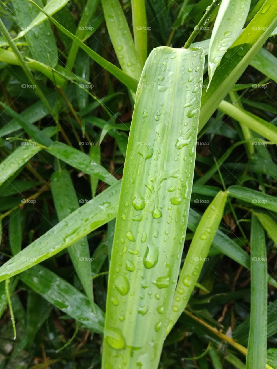 green leaves and water drops