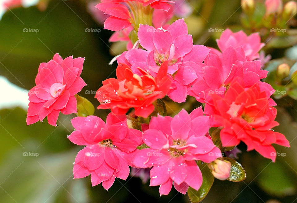 red flowers