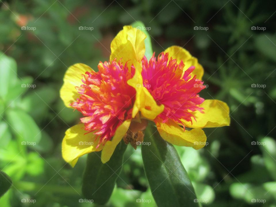 Portulaca blooms