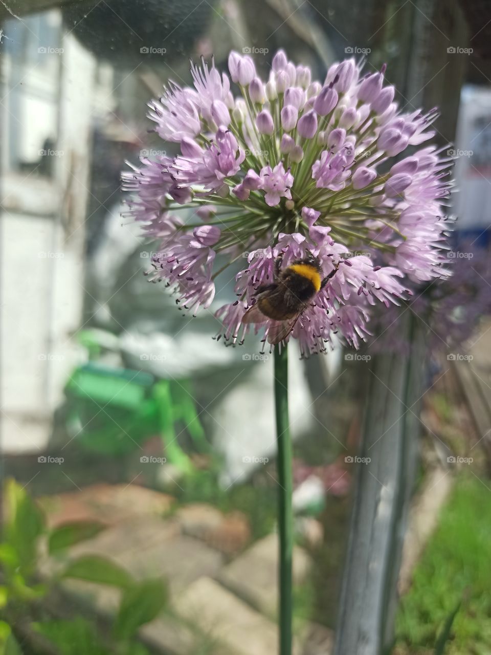 bee