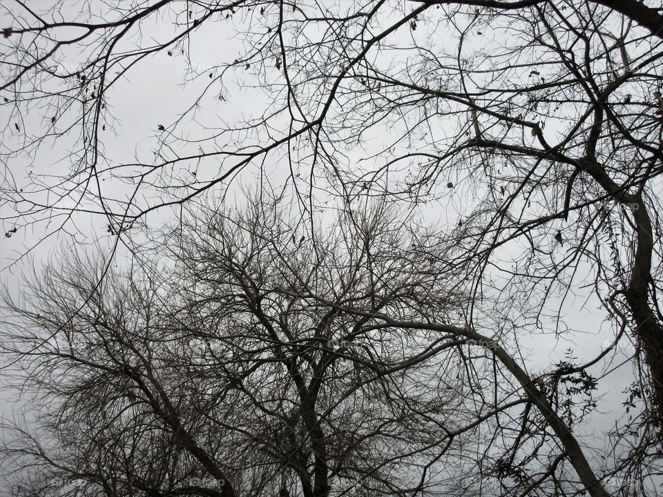 tree branches