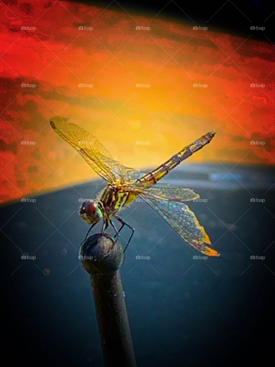 dragonfly sitting on a car antenna