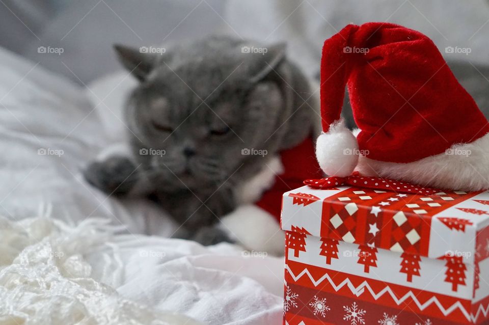 Christmas, Cute, No Person, Little, Family