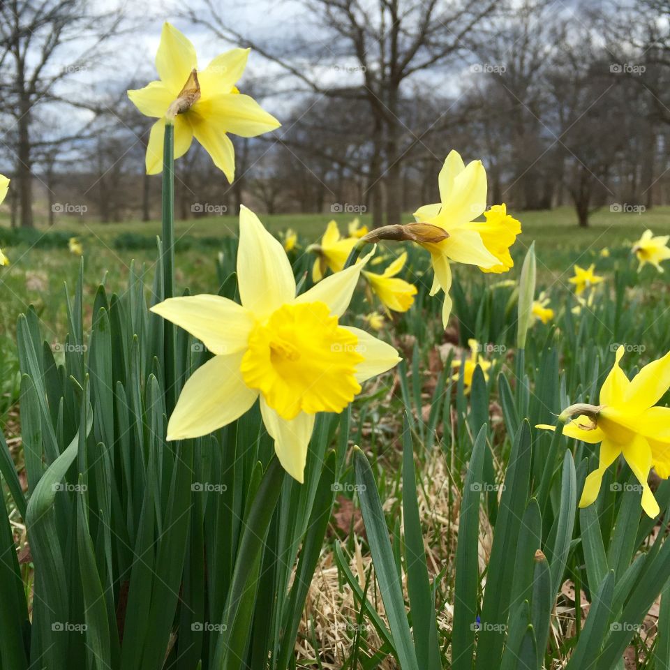 Daffodil Glade