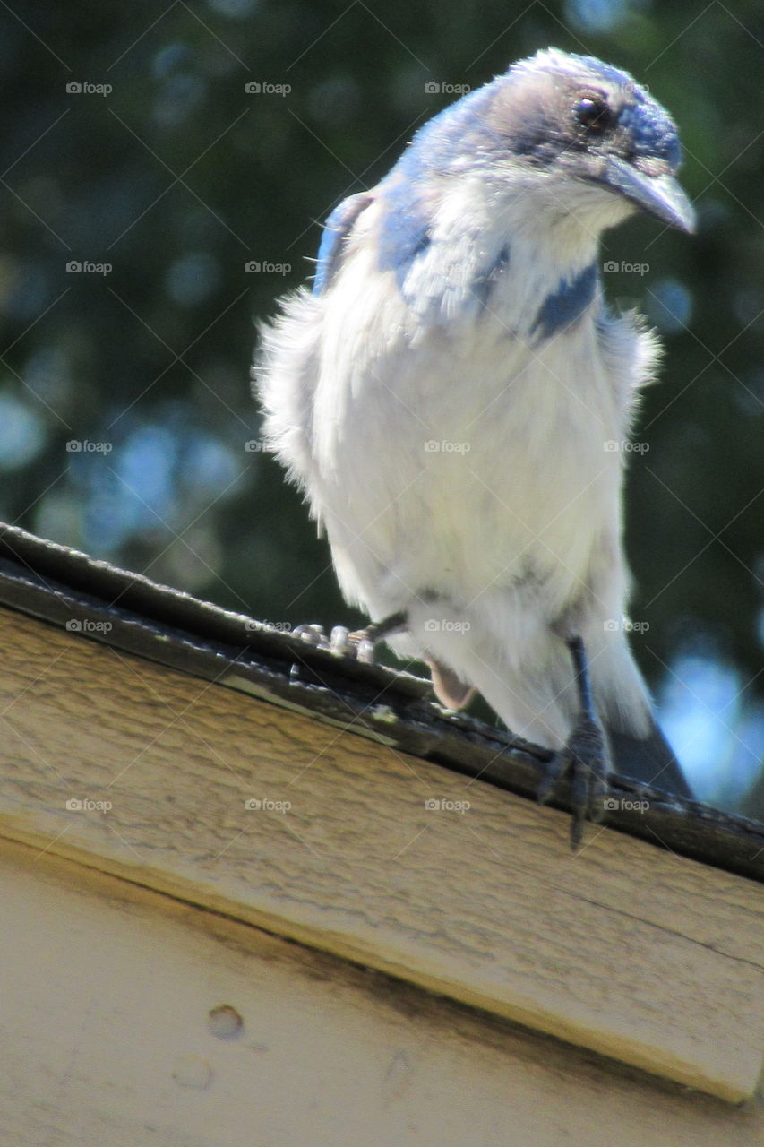 Scrubjay