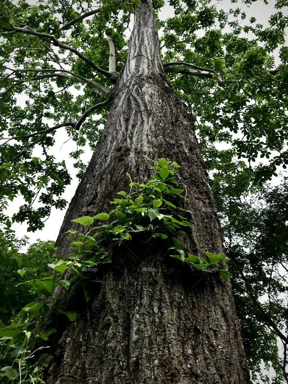 Big tree and 