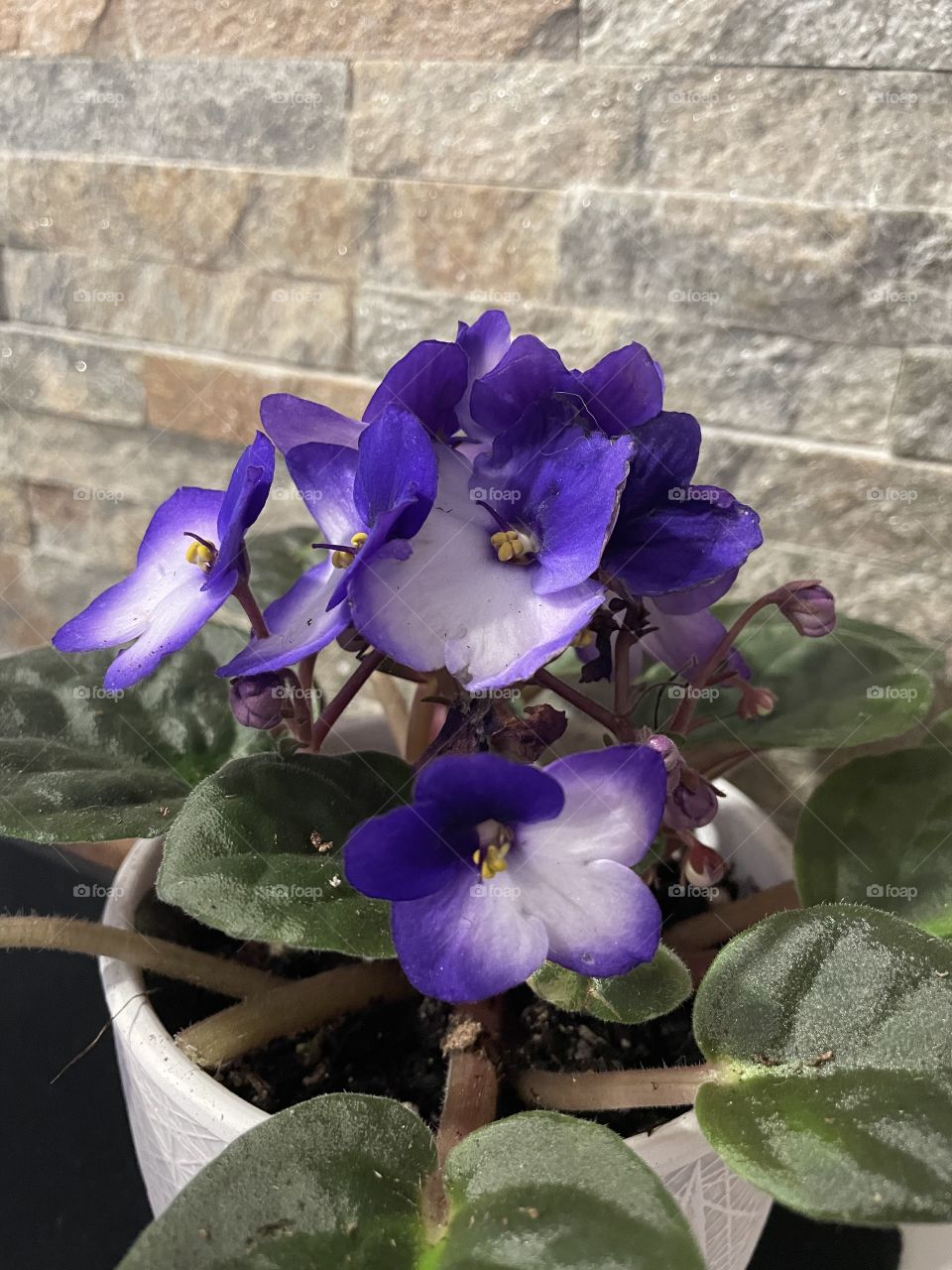 My Purple Violet