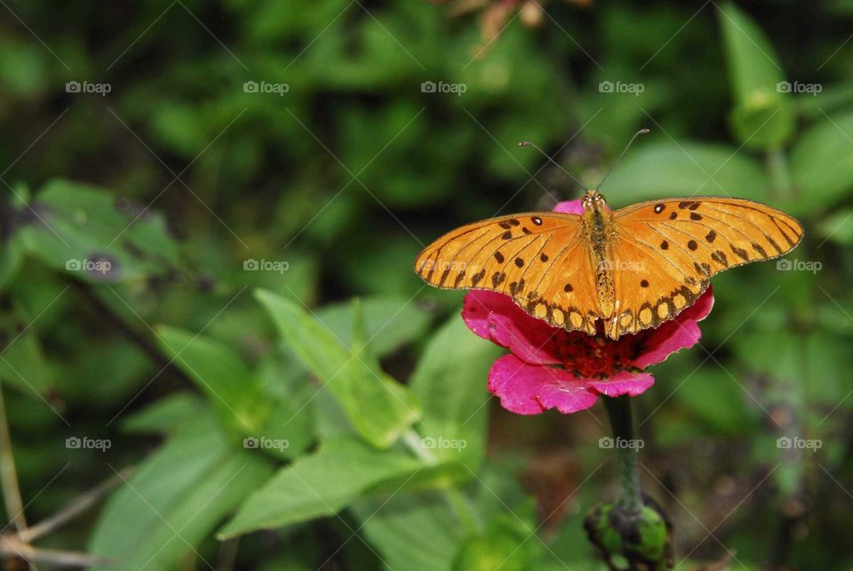 a Colorful butterfly on the pink flower