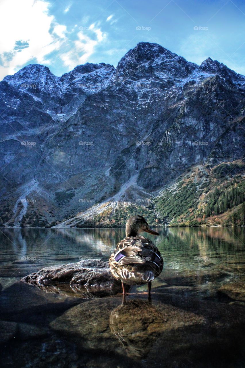 A duck taking in the epic early morning views at Morskie Oko, Poland!