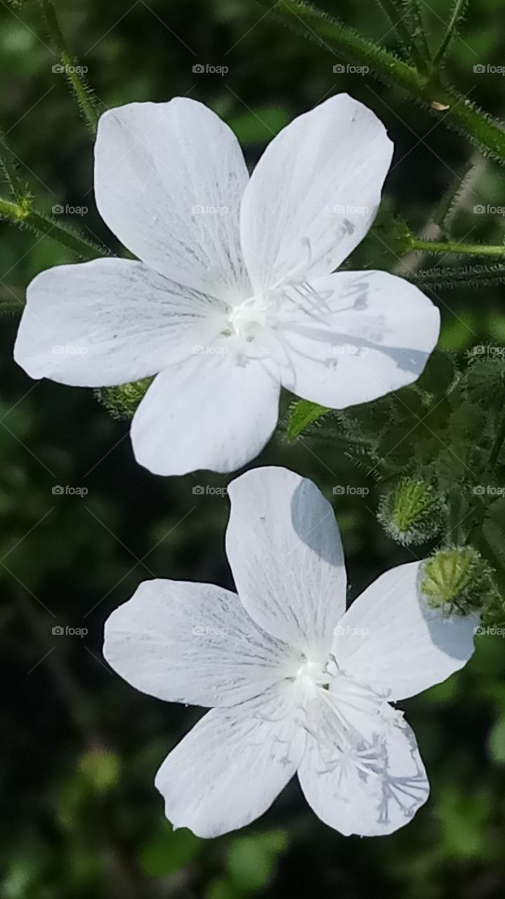 This flower is very beautyfull click