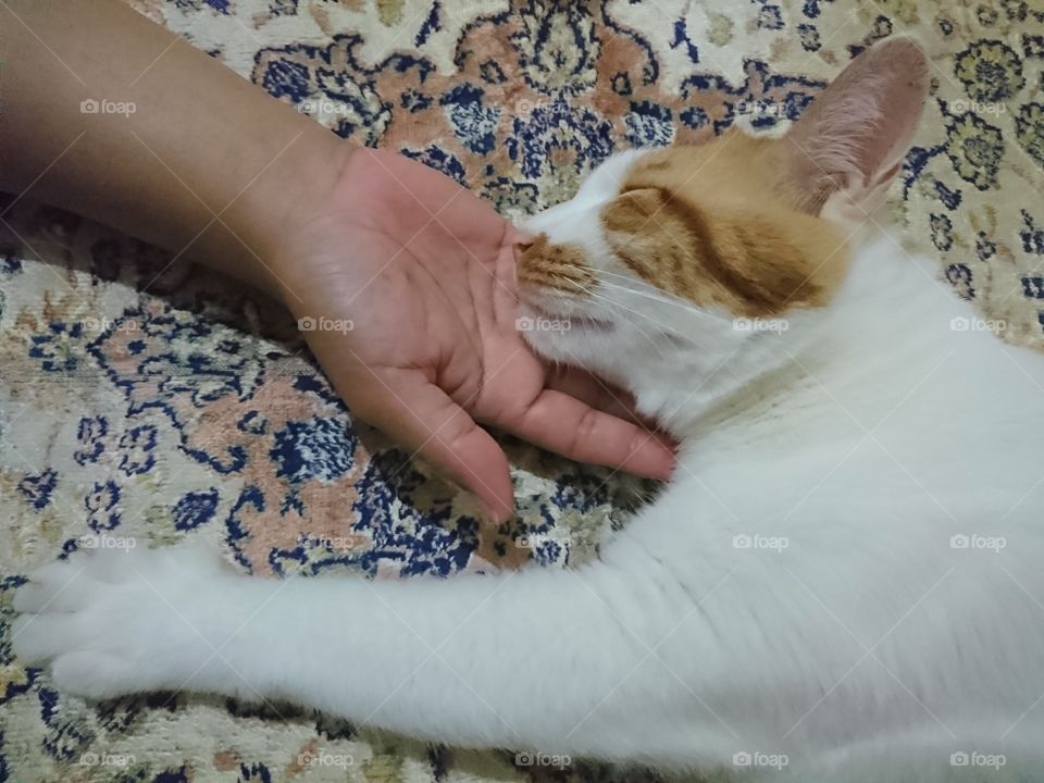 Cat layiing on open hand