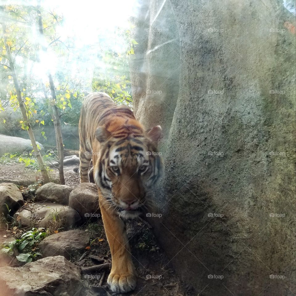 Tiger, Mammal, Wildlife, Zoo, Jungle